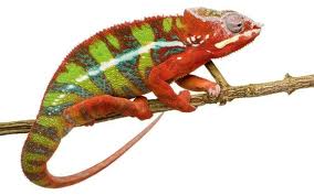 kameleon