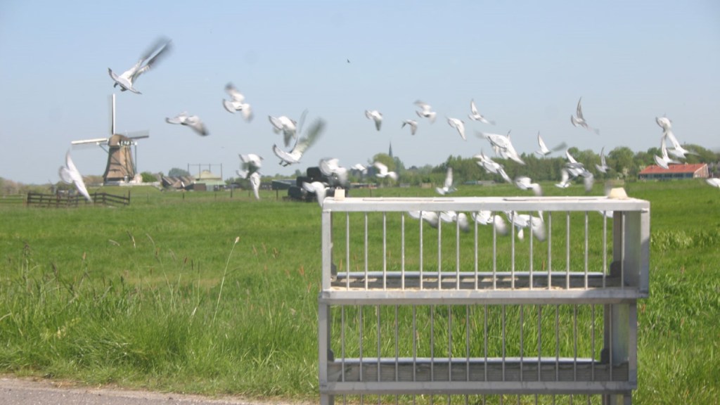 Foto: Michel Beekmans - lossing duiven