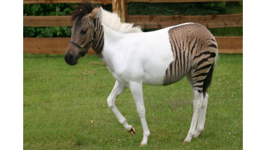 KJOE EN EE – VRAAG EN ANTWOORD&nbsp;(5)